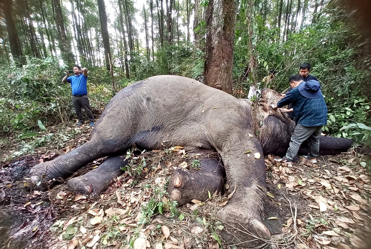 Elephant died in fight