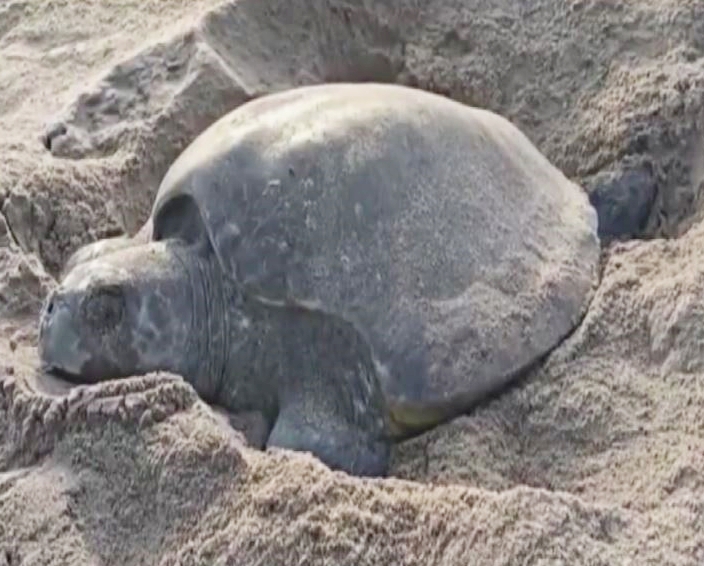 Olive Ridley Turtles
