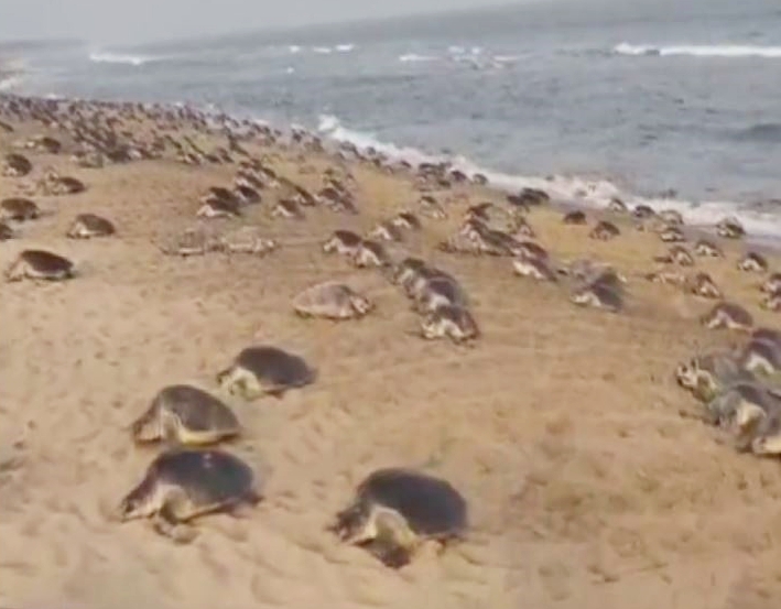 Olive Ridley Turtles
