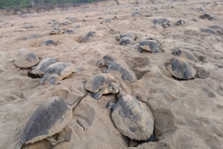 Olive Ridley Turtles