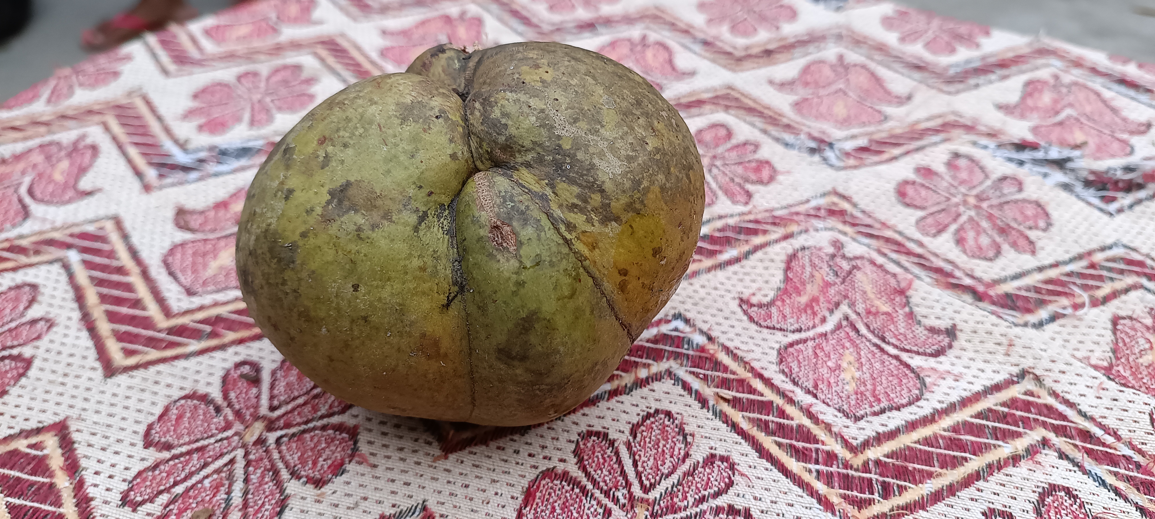 Elephant Apple Export from Assam