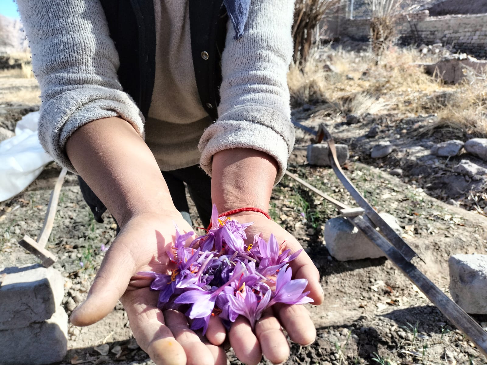 Saffron Grown in Ladakh