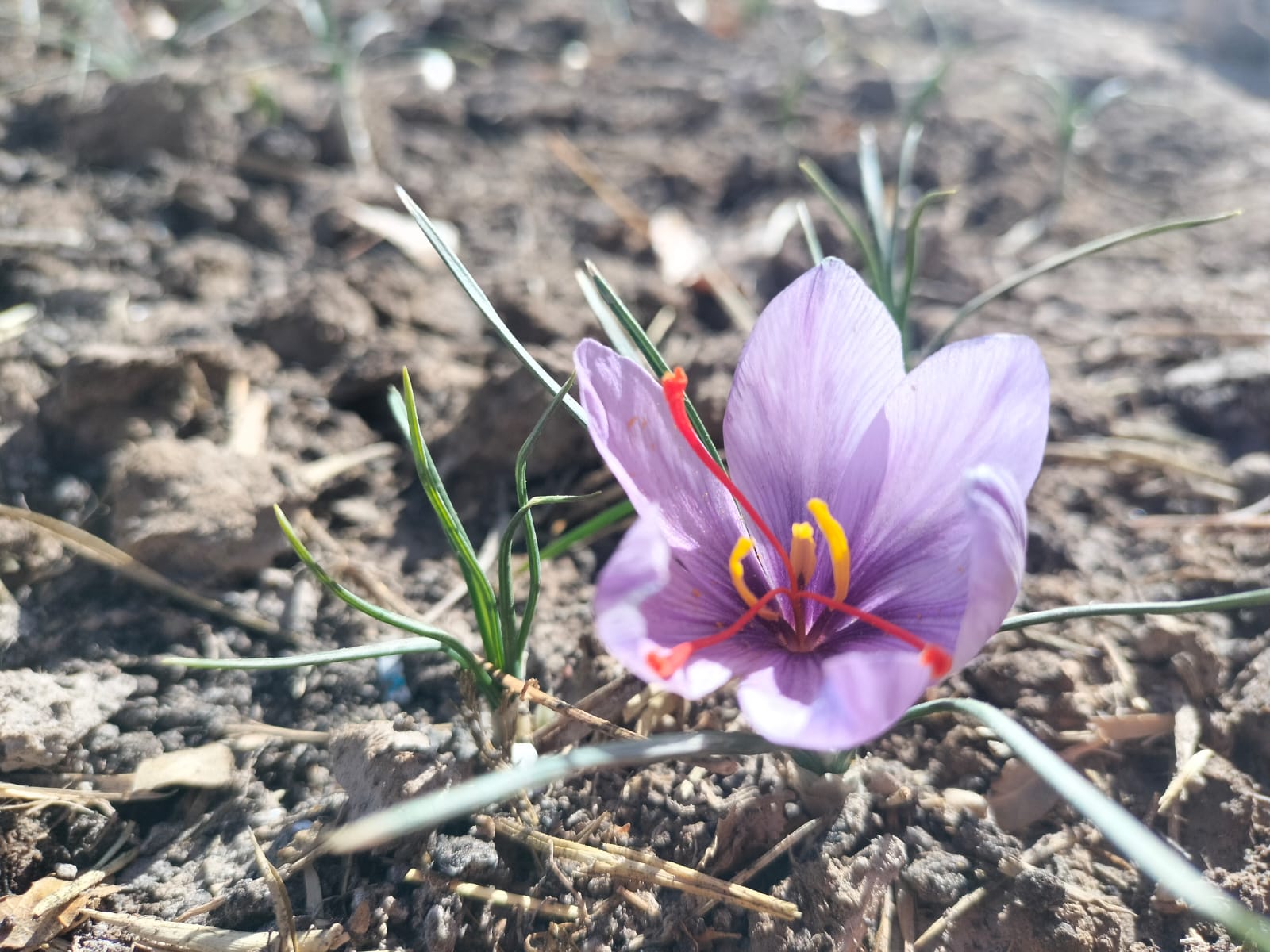 Saffron Grown in Ladakh