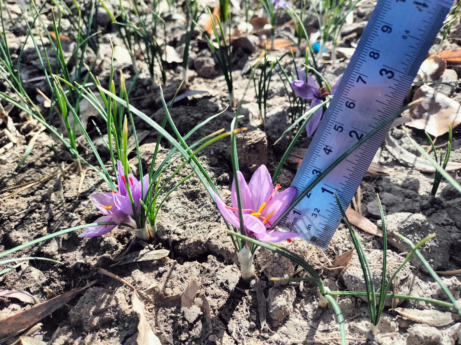 Saffron Cultivation in ladakh