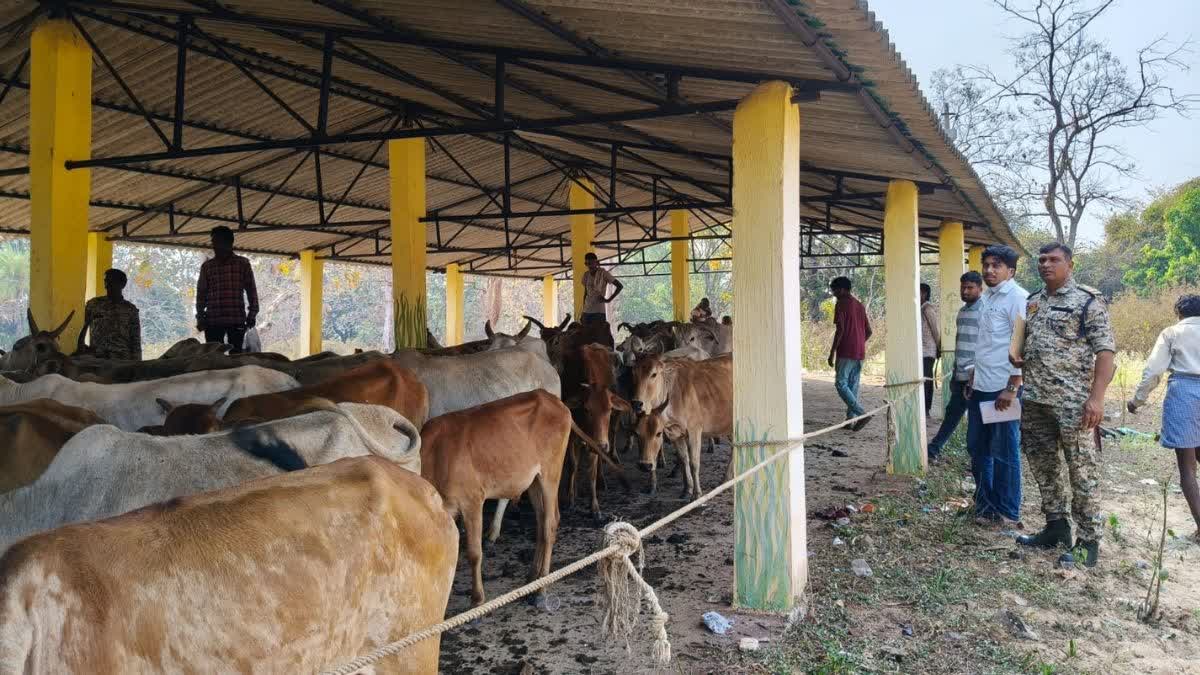 CATTLE SMUGGLER ARRESTED