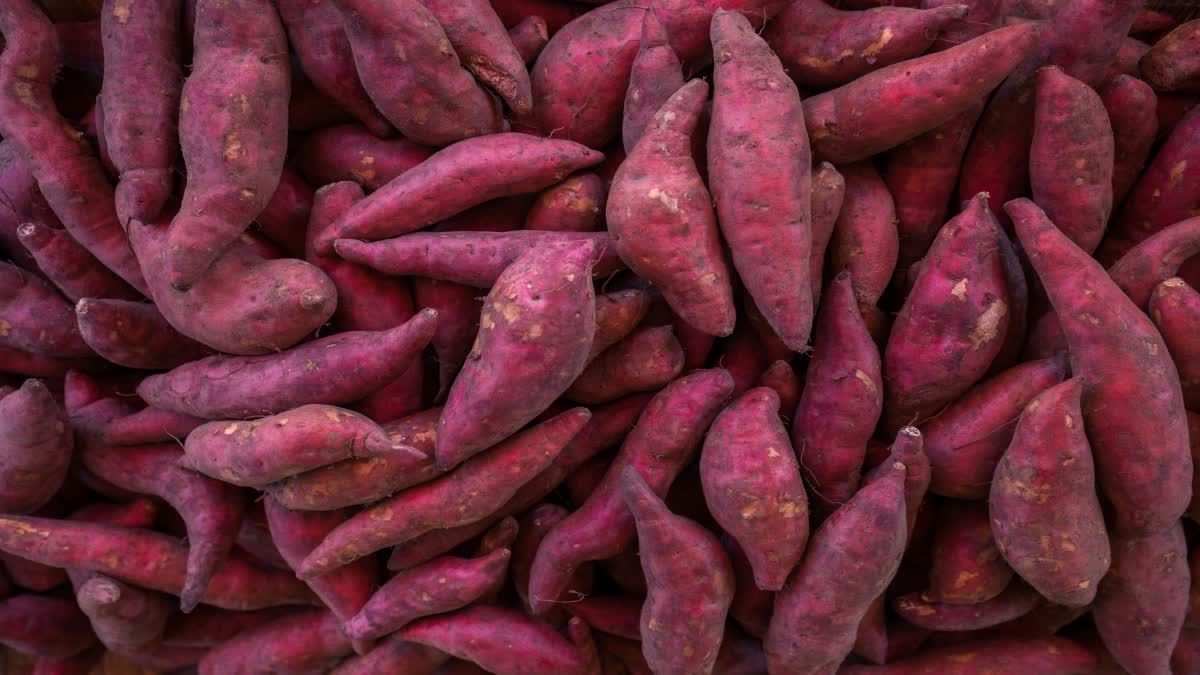 BENEFITS OF SWEET POTATO  SWEET POTATO FOR DIABETIC PATIENTS  SWEET POTATOES FOR WEIGHT LOSS  SWEET POTATOES HEALTH BENEFIT