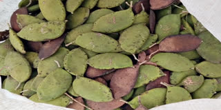 പൊങ്ങുകായ  വനവിഭവങ്ങൾ  ഗോത്ര ജനത ഉപജീവനം  വേപ്പെണ്ണ നിർമാണം