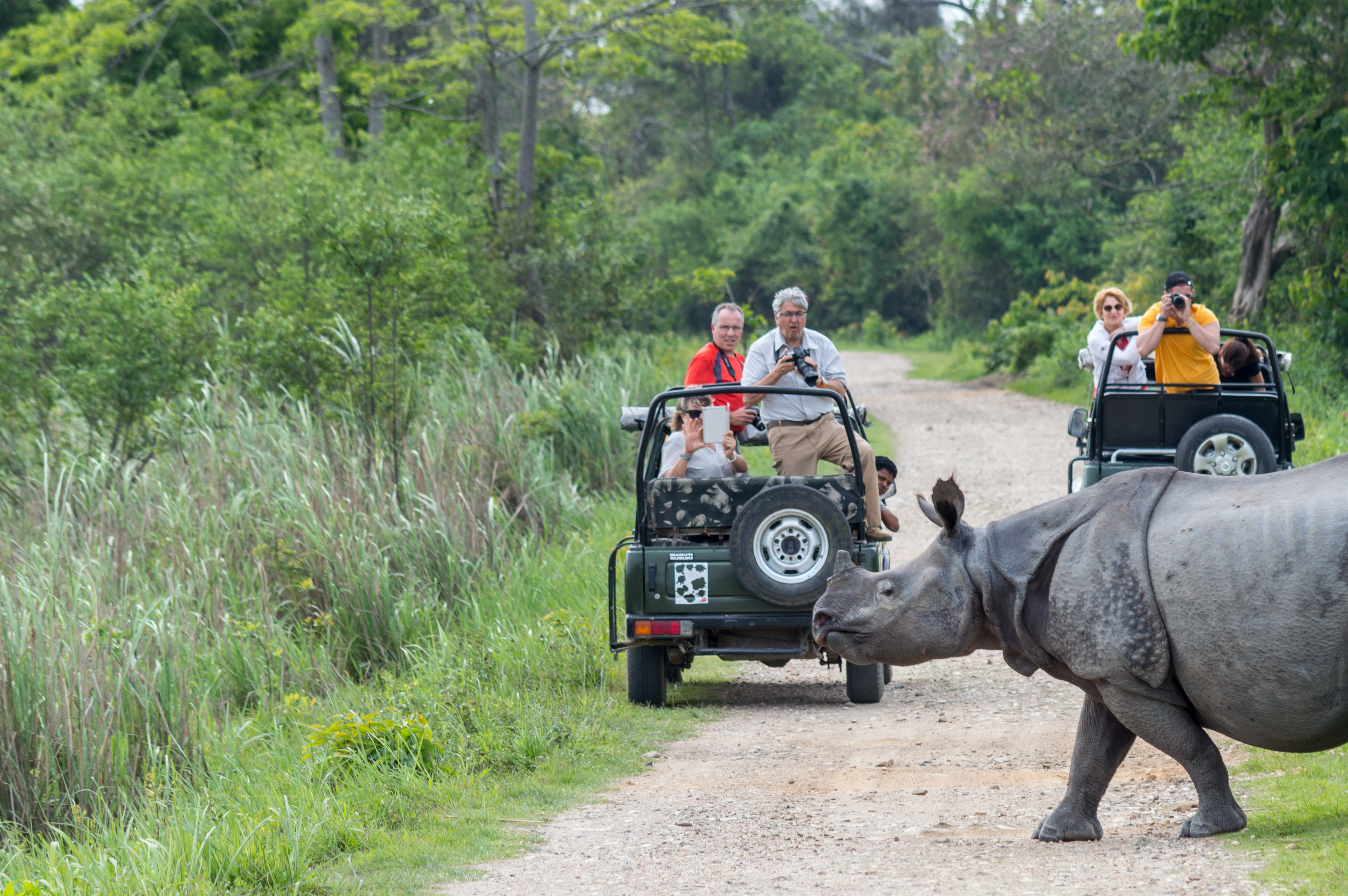 Tourist photograph a one-horned rhinoceros in Kaziranga National Park (2016)