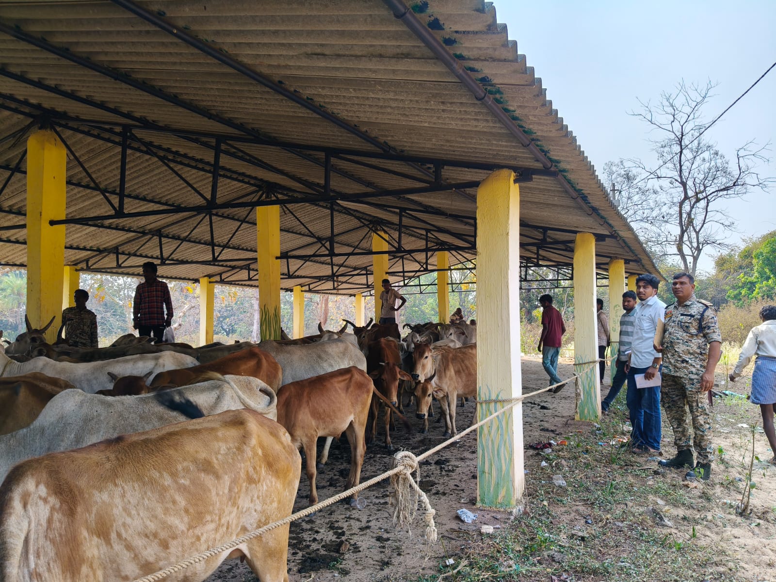 Cattle smuggler arrested