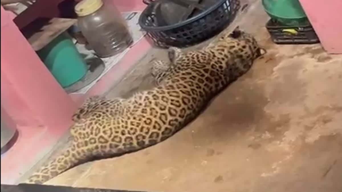 Leopard in the kitchen