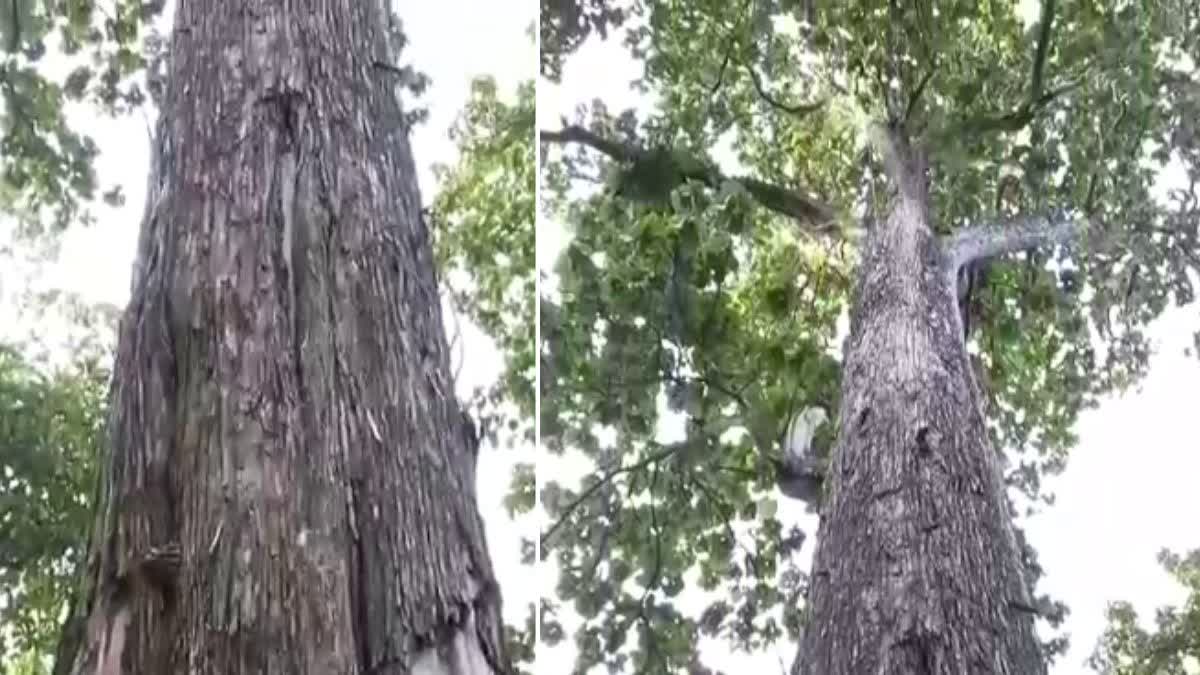 Karnataka: Bhadra Forest's 'Hometree', A Local Tourist Attraction