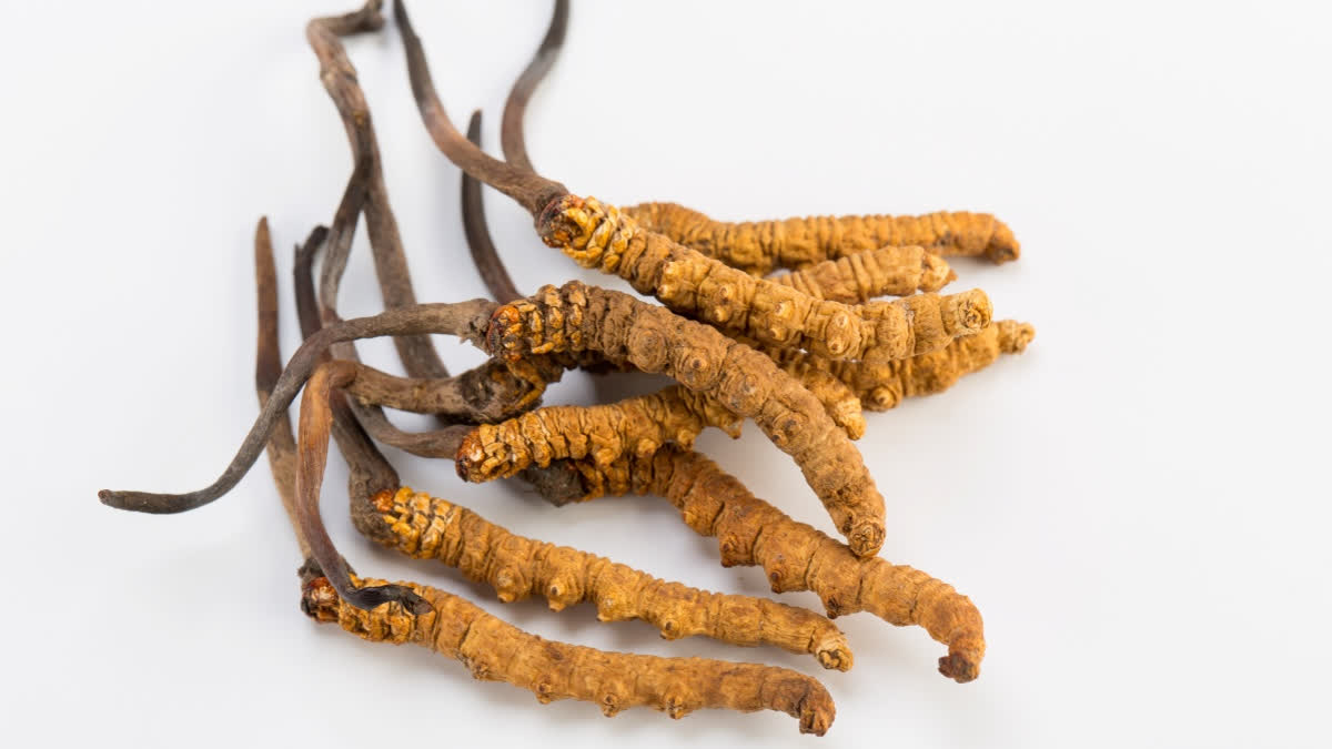 Cordyceps Sinensis