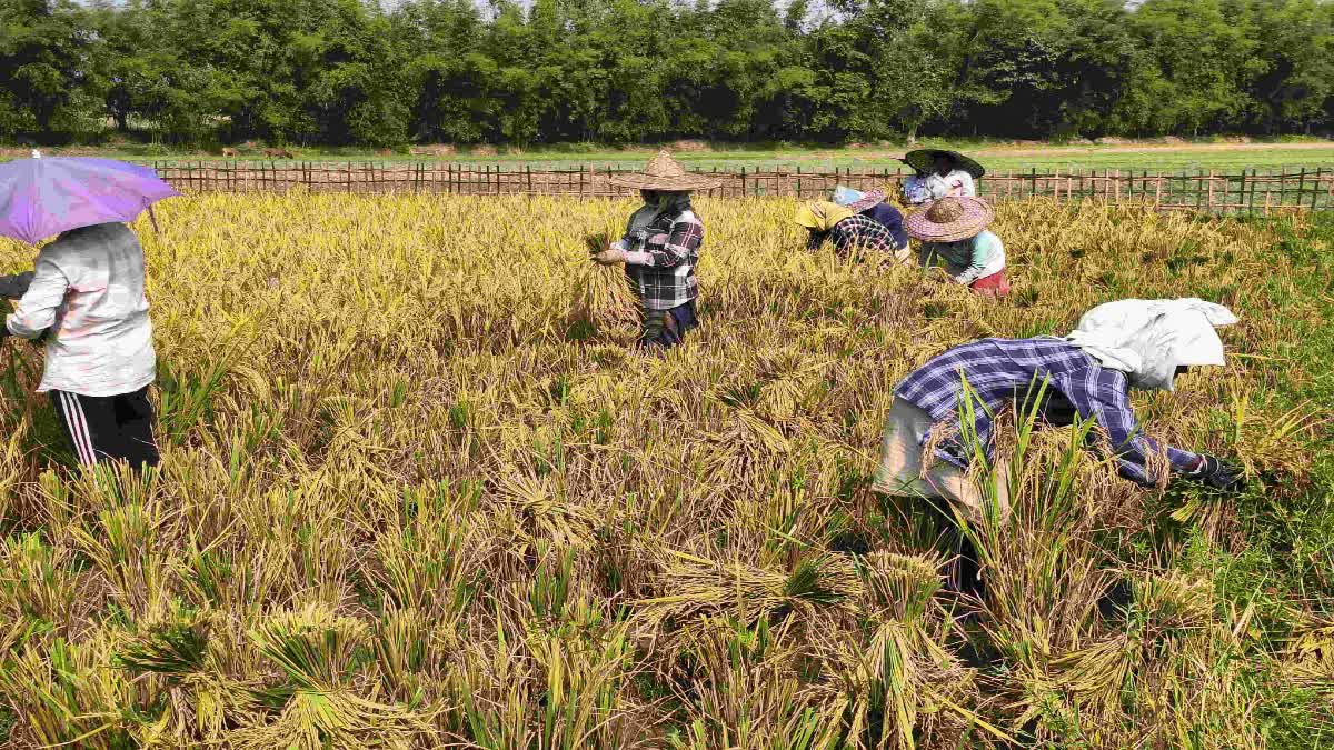 Boro rice cultivation