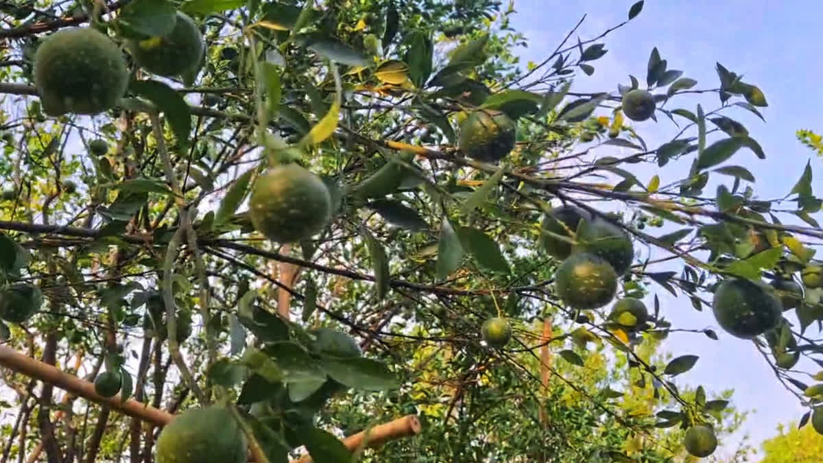 AI in orange cultivation