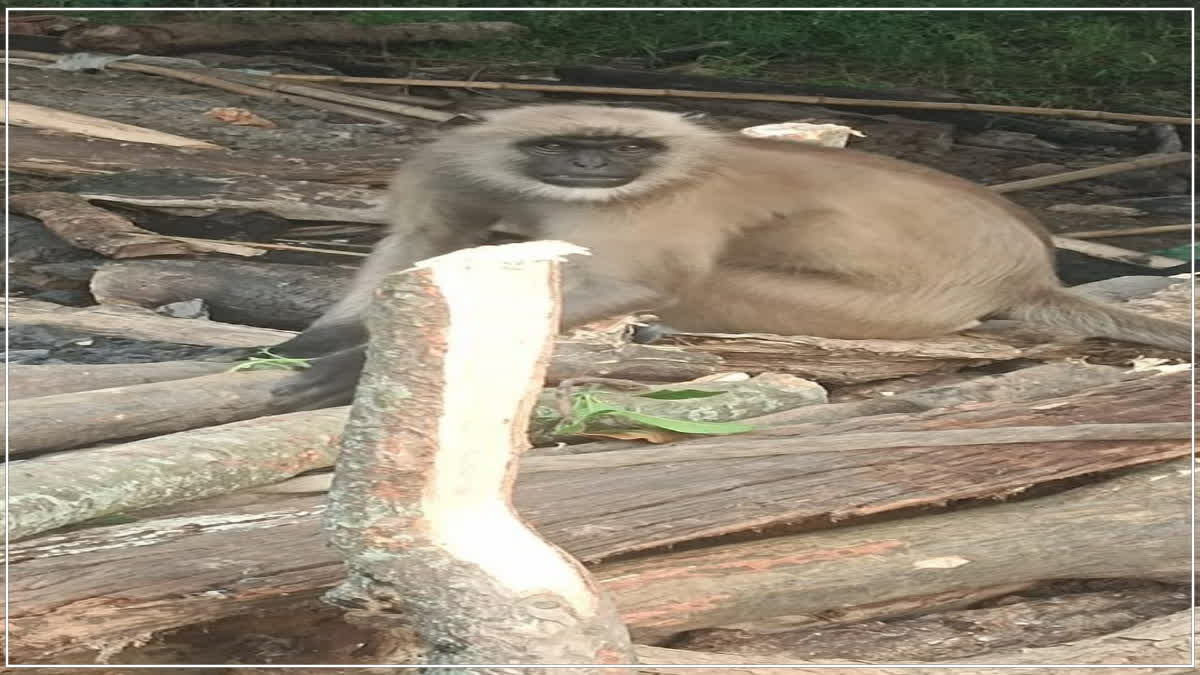 A unique love bond was seen between a human and a langoor