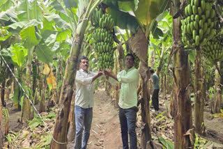 Shirdi Farmer Goes Bananas, Plants Plantains, Reaps Rich, Sends To Iranian Markets And Earns Double