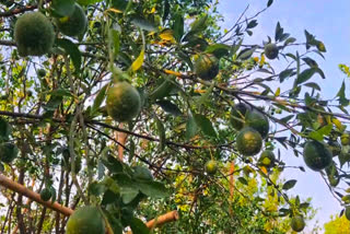 15 Minutes To Success: Maharashtra Farmer Shows How AI Sweetens The Future Of Oranges In Vidarbha