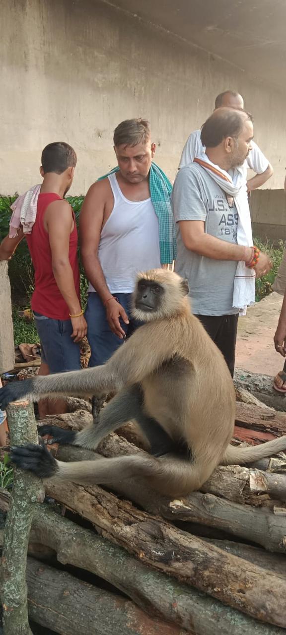 A unique love bond was seen between a human and a langoor