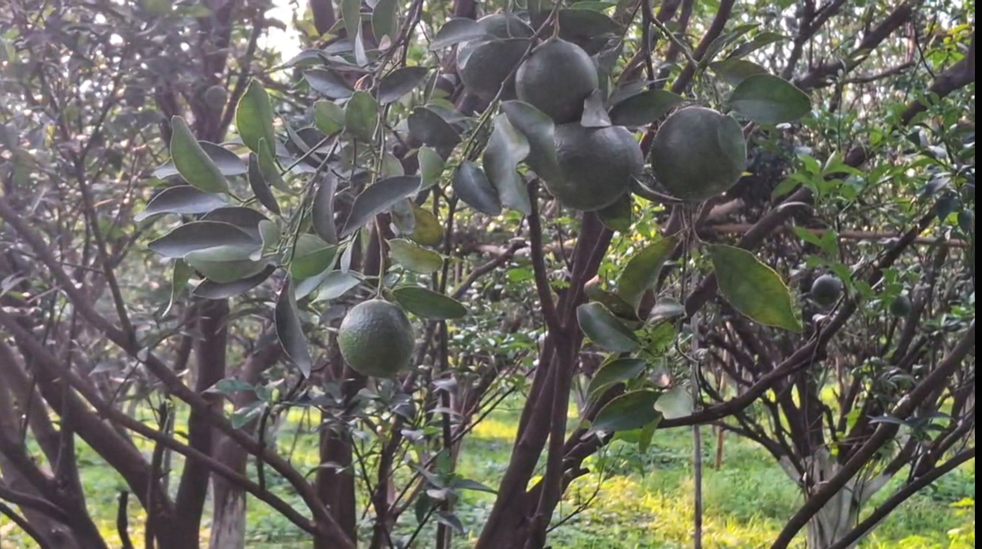 AI in orange cultivation