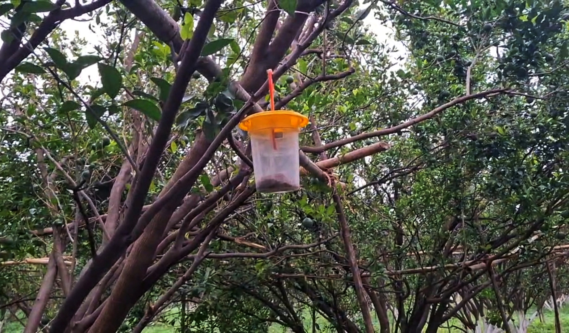 AI in orange cultivation