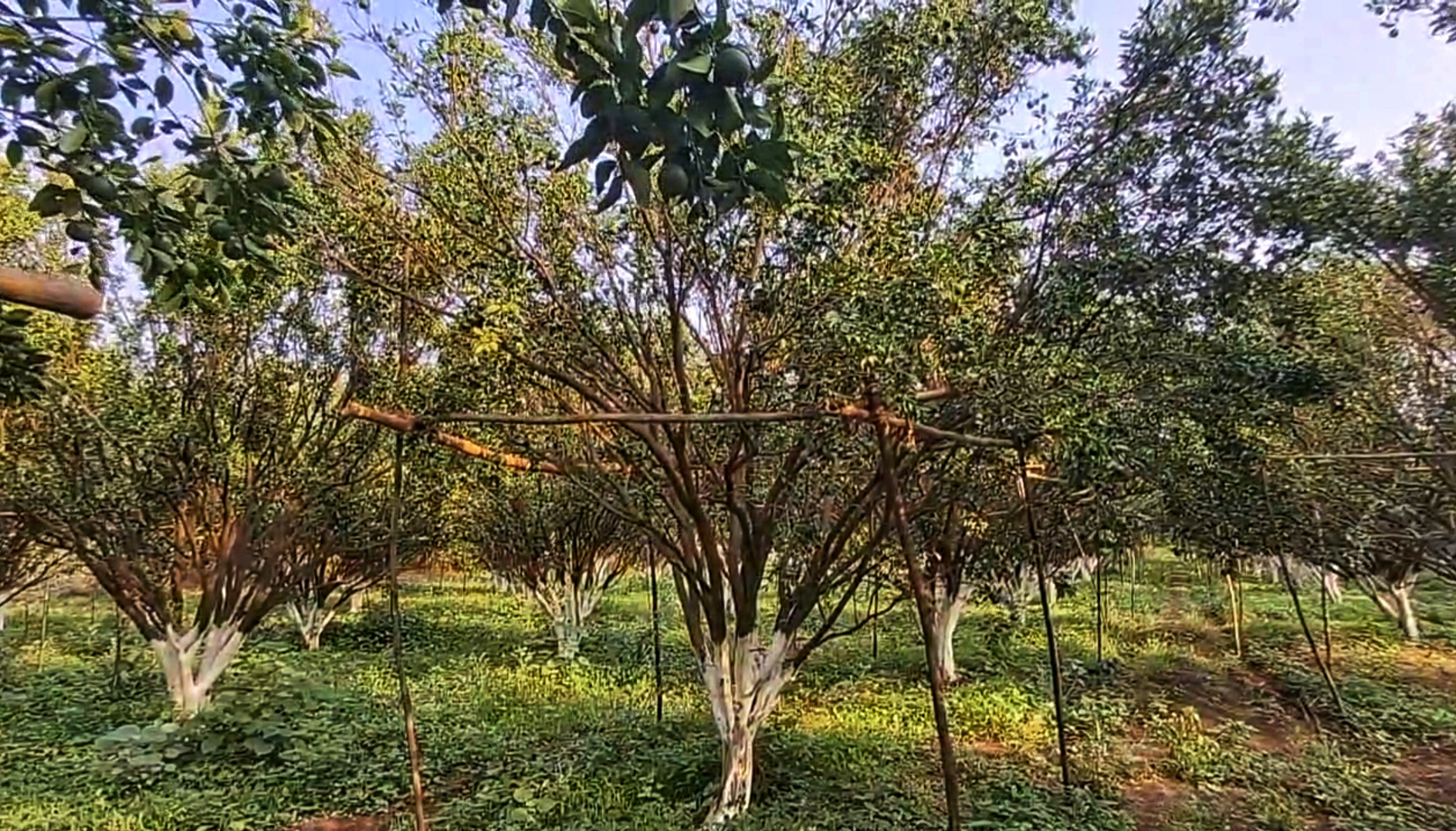 AI in orange cultivation