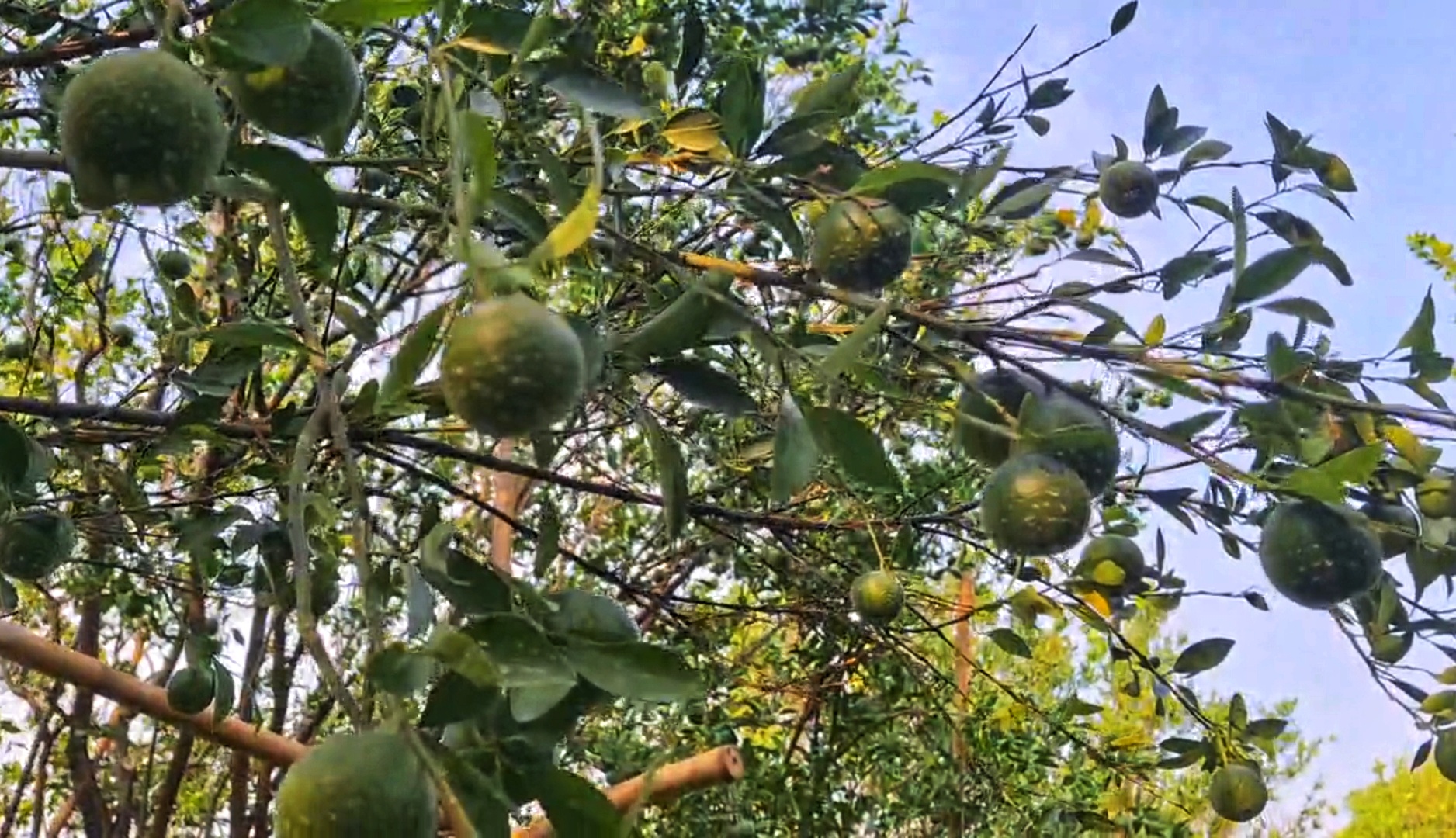 AI in orange cultivation