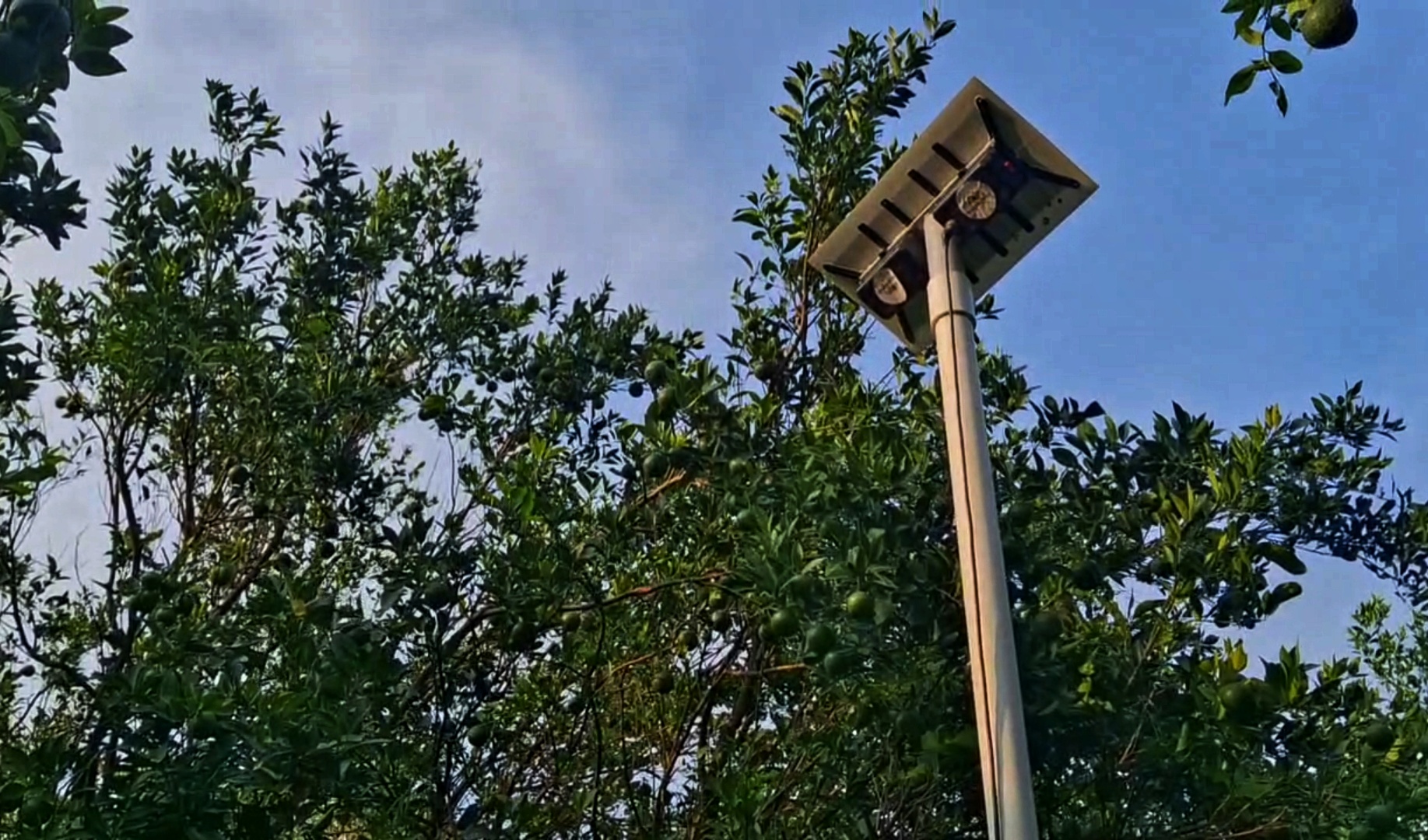 AI in orange cultivation