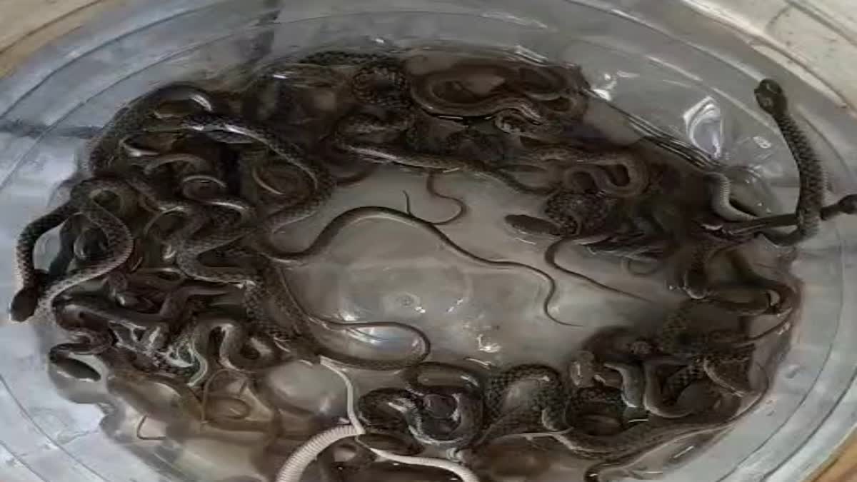Snakes Found In Water Tank :- हरिद्वार में पानी की टंकी में 27 साँप मिलने से हड़कंप, वन विभाग ने किया रेस्क्यू !