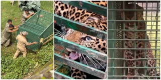 LEOPARD IN LOCALITY