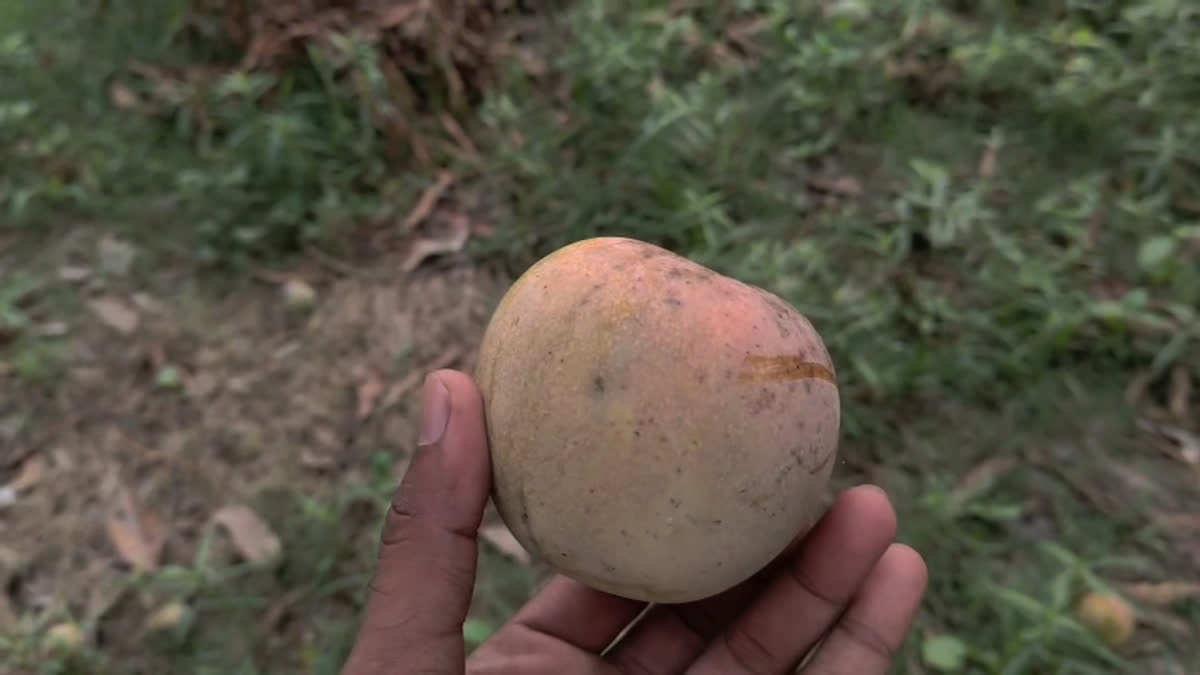 Apple Mango Cultivation Succeeds In West Bengal's Malda, Raising Hopes For Farmers