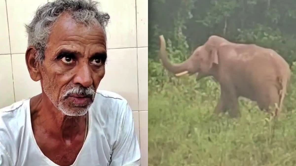 wild-elephant-attacked-on-farmer-in-kanakuppe-village-in-hassan-taluk