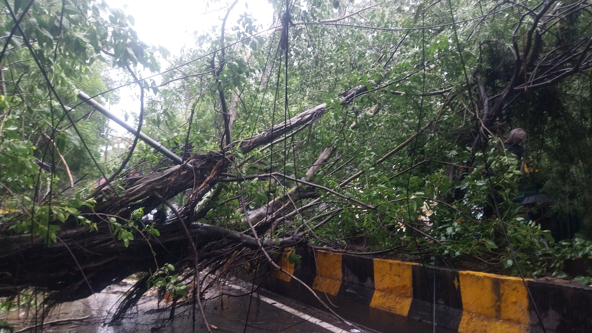 Trees uprooted on Raja Dhir Singh Marg in southeast Delhi's East of Kailash.
