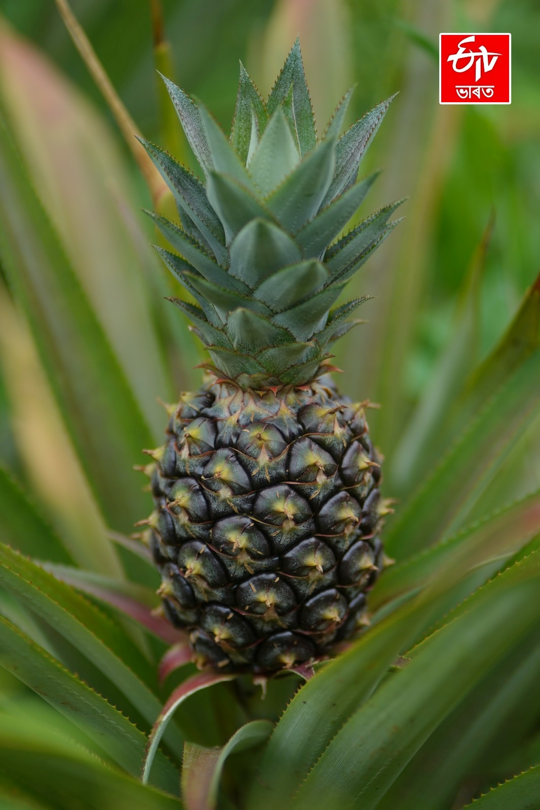 4th Meghalaya Pineapple Festival fest in Delhi from 10 to 12 July 2026