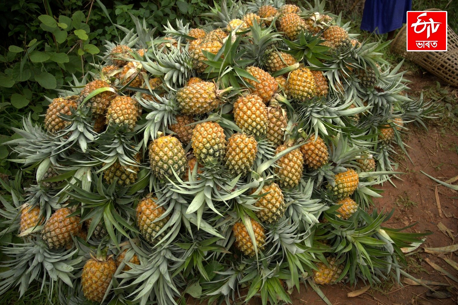 4th Meghalaya Pineapple Festival fest in Delhi from 10 to 12 July 2026