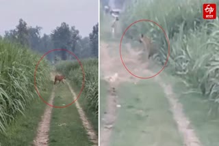 खेतों में टहलता दिखा खूंखार बाघ