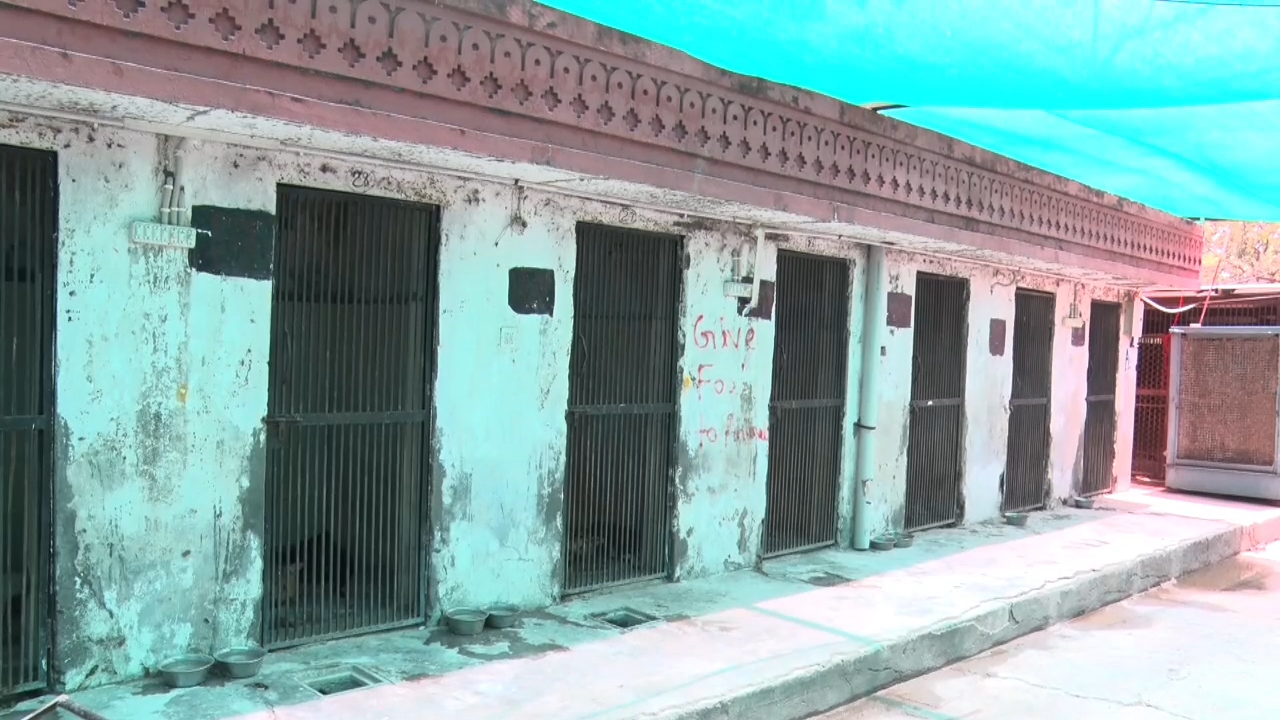 डॉग्स को रखने के लिए श्वान गृह