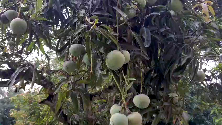 Apple Mango Cultivation Succeeds In West Bengal's Malda, Raising Hopes For Farmers