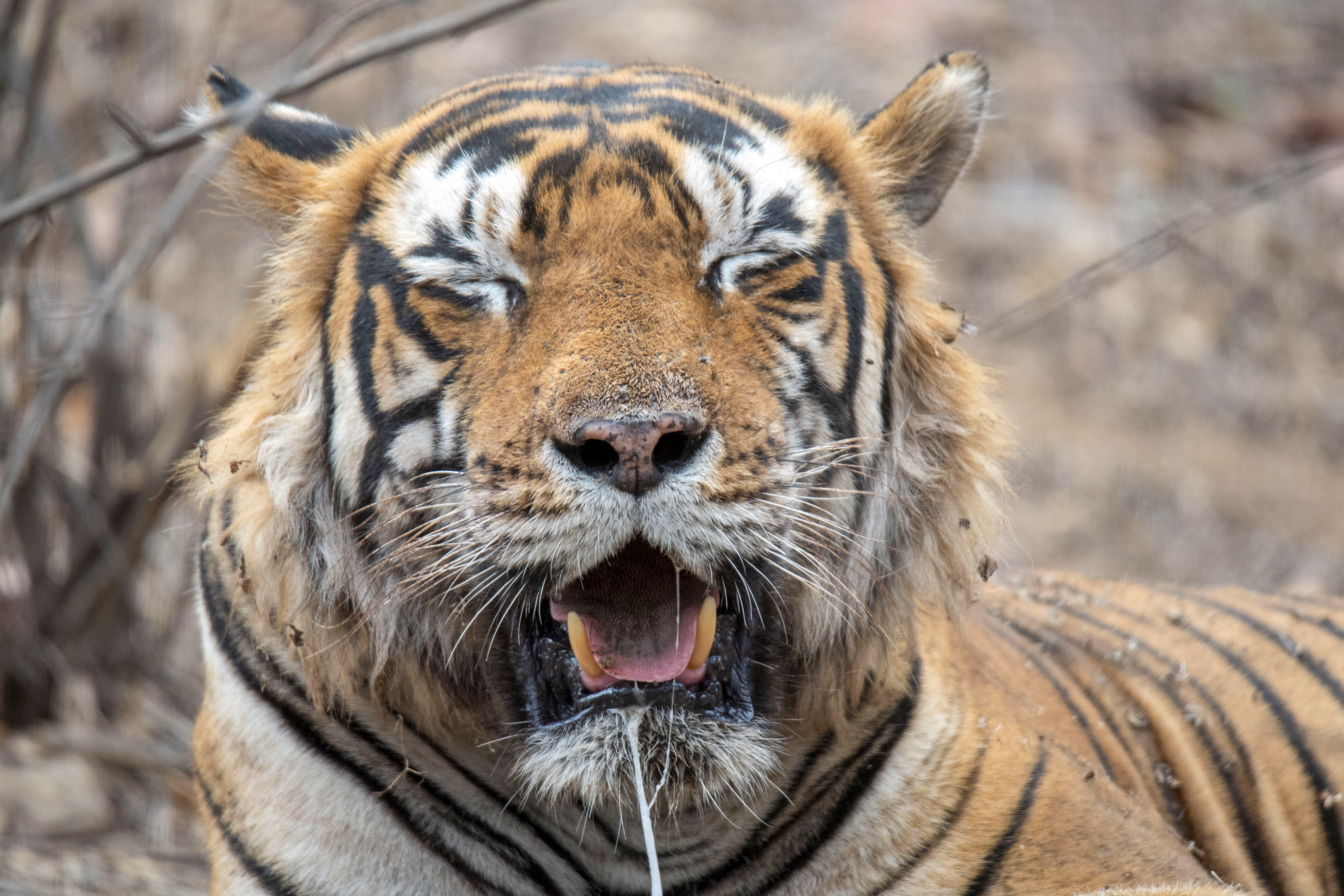 WILD ENCOUNTERS TURN DEADLY