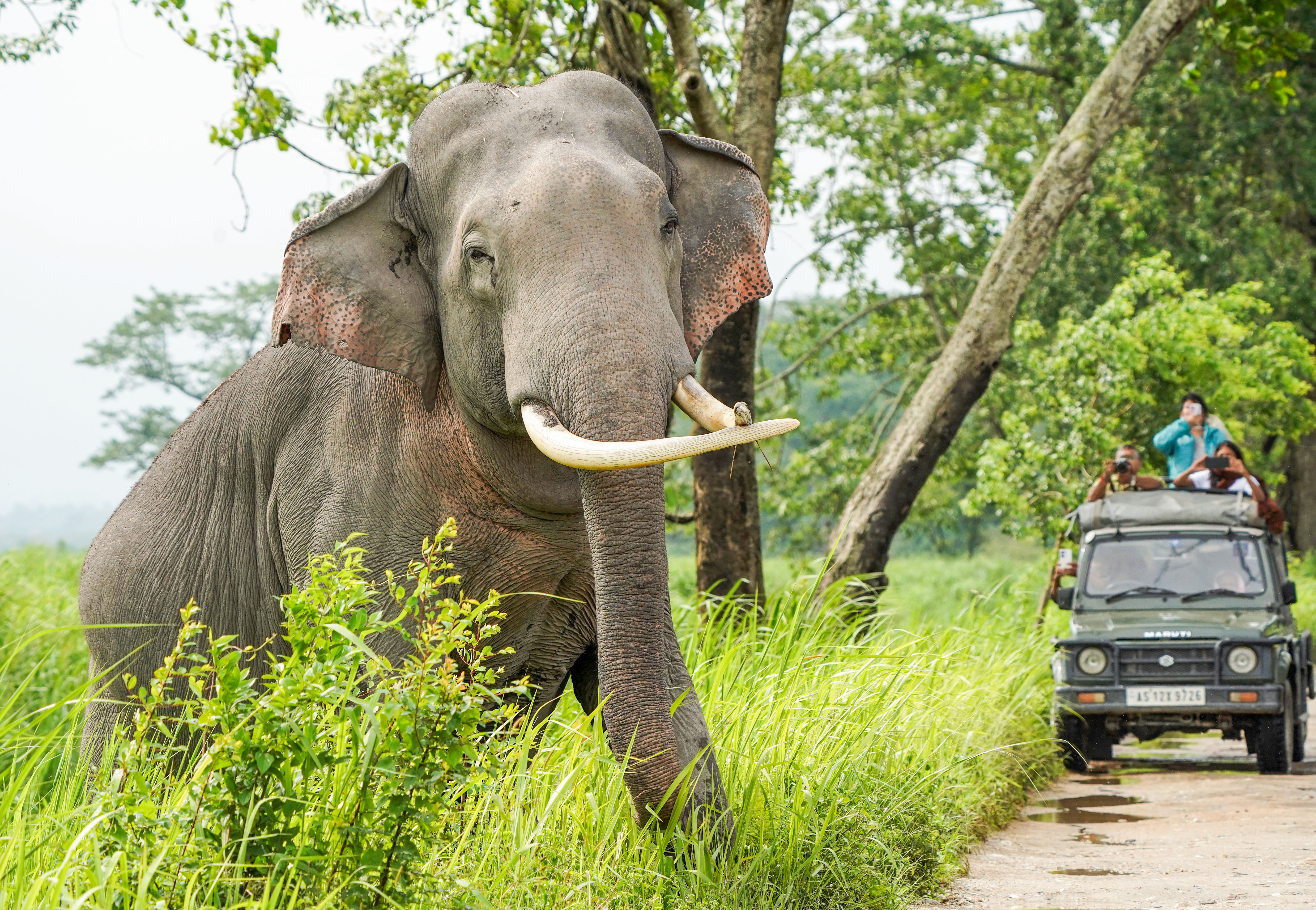 WILD ENCOUNTERS TURN DEADLY