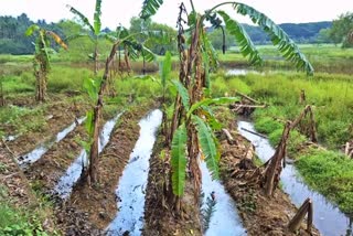 KERALA FARMERS  KERALA FARMERS ONAM CRISIS  ONAM SEASON HARVEST  Onam 2025