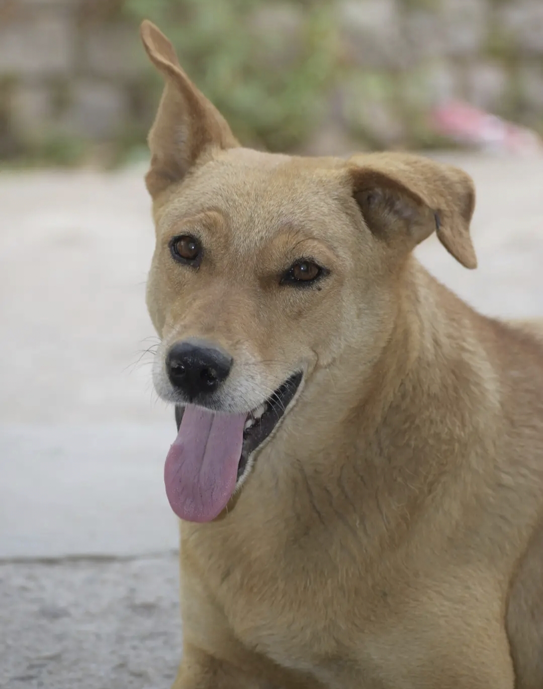 MP DOG BITE SURVEY