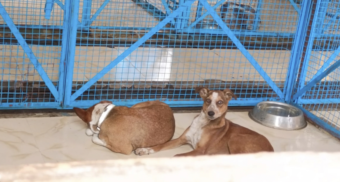 DOG BITE RATLAM TOP