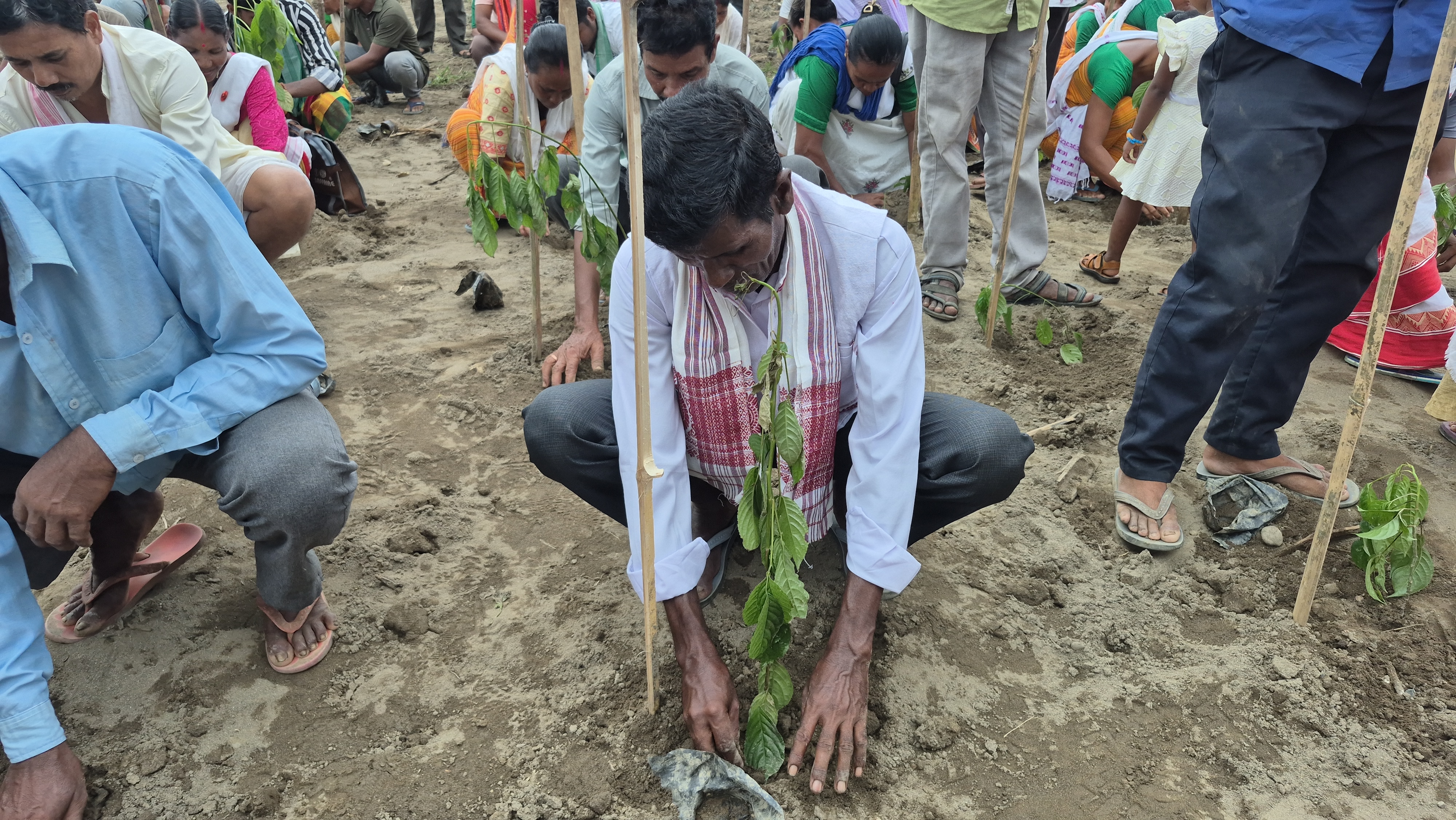 Plantation program has started in encroachment-free Rengma reserved forest