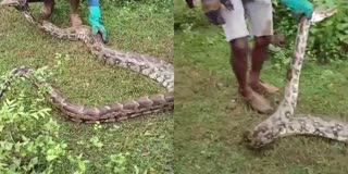 15-FOOT PYTHON CAPTURED IN DANDELI OF UTTARA KANNADA