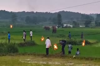 Wild elephants entered Bero block