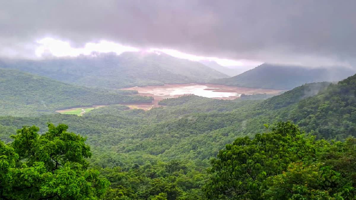 3.78 Lakh Hectares Of Forest Land In Assam Under Encroachment