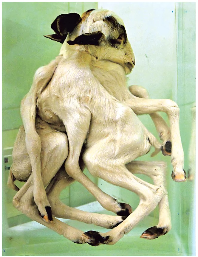 PATHOLOGY MUSEUM IN TIRUPATI TIRUPATI VETERINARY UNIVERSITY ಪಶುವೈದ್ಯಕೀಯ ರೋಗಶಾಸ್ತ್ರ ಮ್ಯೂಸಿಯಂ ತಿರುಪತಿ ಪಶುವೈದ್ಯಕೀಯ ವಿವಿ ASIAS LARGEST PATHOLOGY MUSEUM