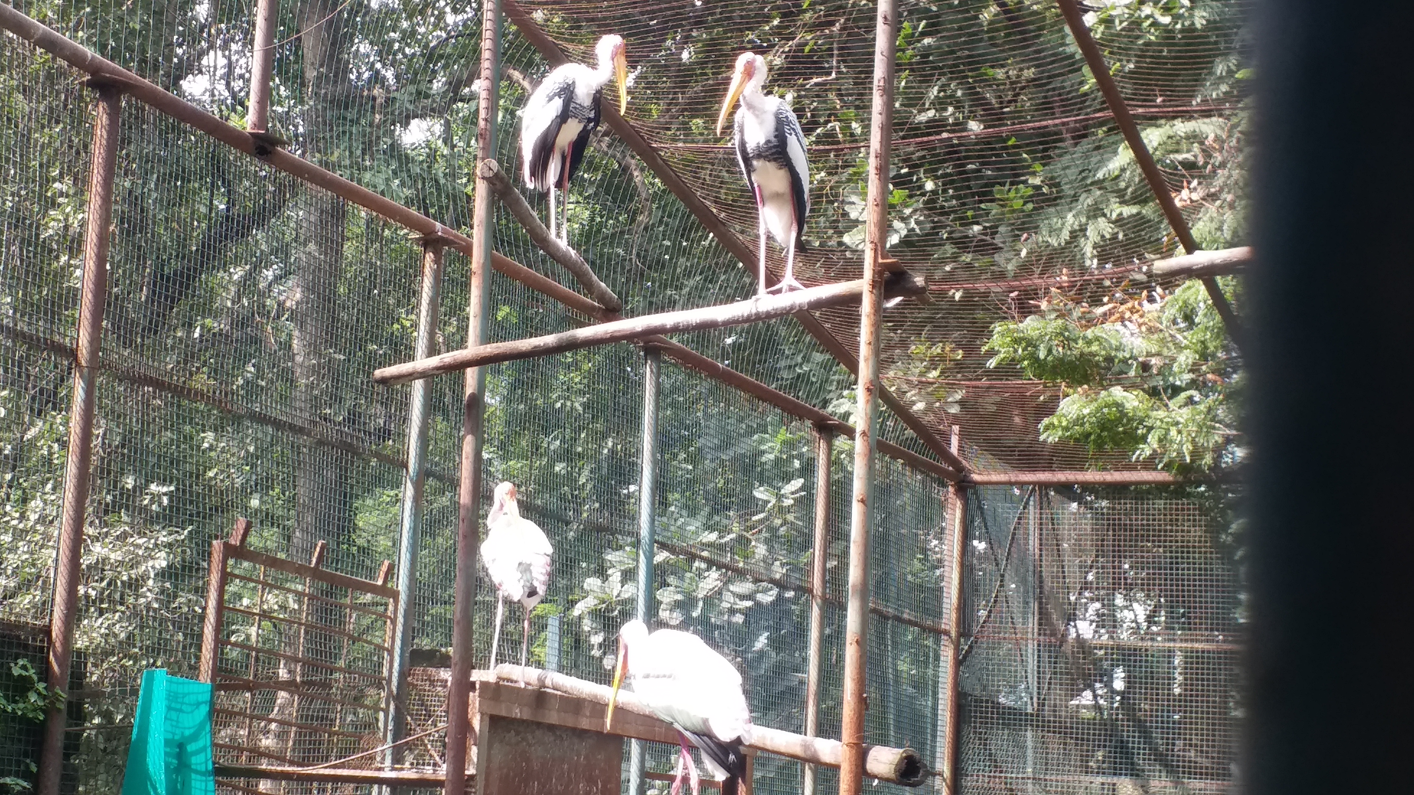 Sarus Cranes: Lifelong Partners On The Verge Of Extinction In India