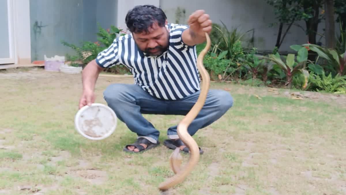 SPECTACLED COBRA