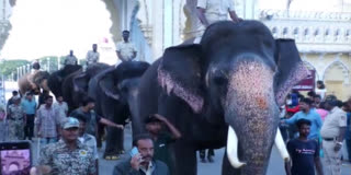 Mysuru Dasara Elephants Get Fibre-Rich Diet Ahead Of Festivities